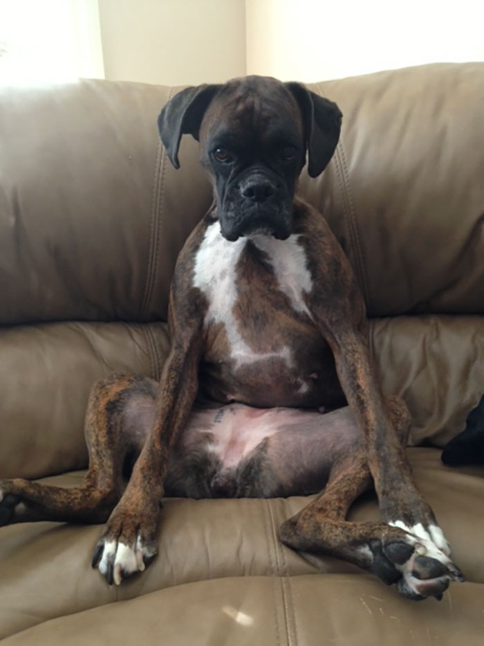 Boxer dog sitting awkwardly on a couch, showcasing its adorable and quirky nature.