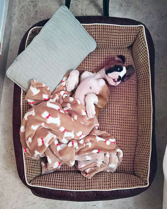 Adorable boxer puppy snuggled in a brown dog bed with a cute blanket and pillow.
