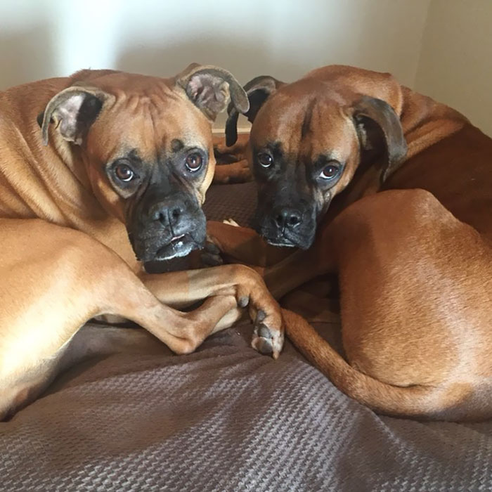 Two adorable boxers lying together on a bed, showcasing their unique and quirky expressions.