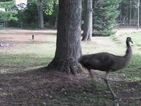 A boxer dog amusingly runs around a tree in a park, showcasing its weird yet adorable nature.