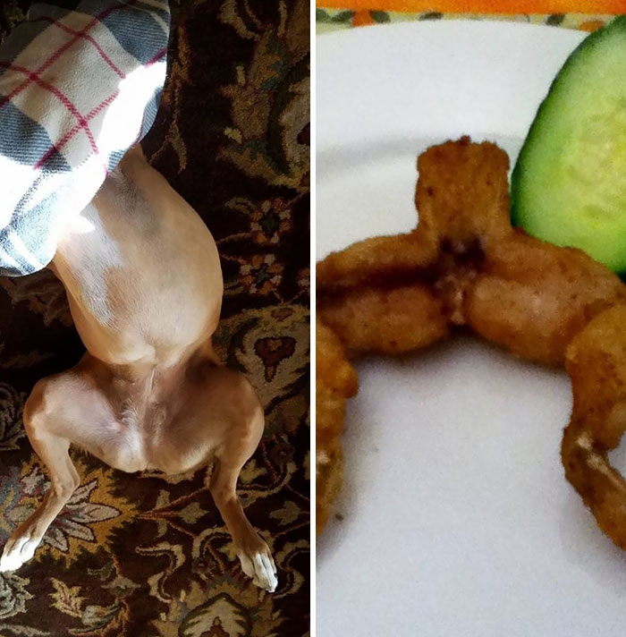 Boxer dog lying on back next to fried food resembling its belly, showcasing the breed's weird yet adorable nature.