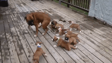 Boxer dog playfully interacting with puppies on a wooden deck, showcasing their cute and quirky behavior.