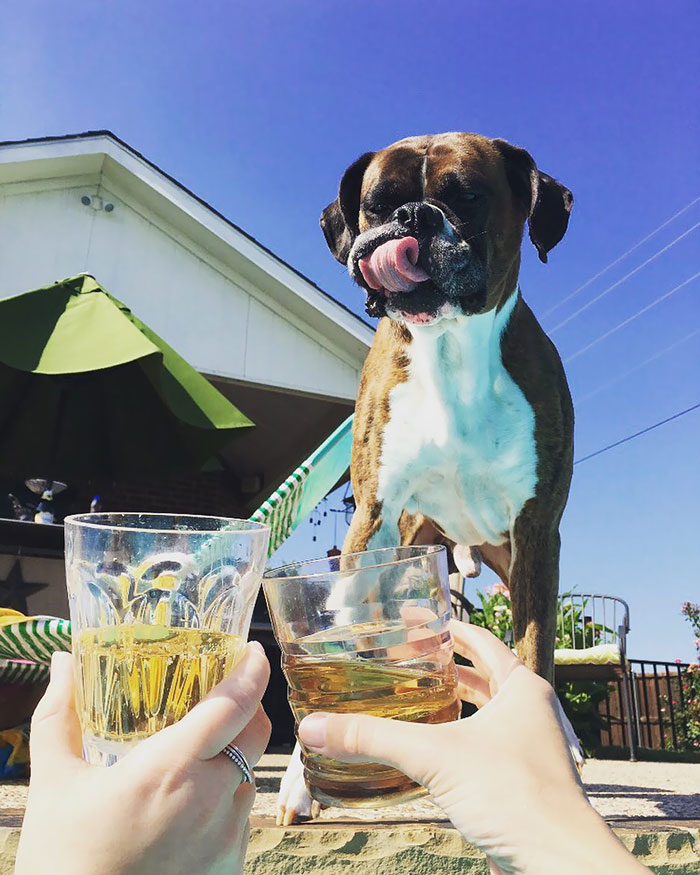 Boxer dog licking its nose as two people hold drinks, showcasing its quirky and adorable nature.