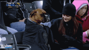 Boxer dog wearing a jacket sitting at a sports event, looking adorable and amusing next to a smiling person.