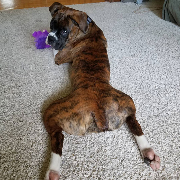 Boxer dog laying on carpet, looking back playfully at a purple toy.