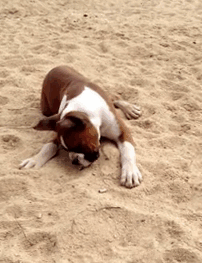 Boxer dog playfully digging in the sand, showcasing its quirky and adorable nature.
