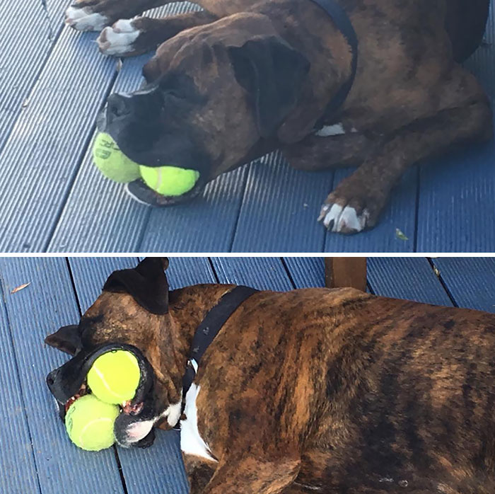 Boxer dog amusingly holding multiple tennis balls in its mouth while lying on a wooden deck.