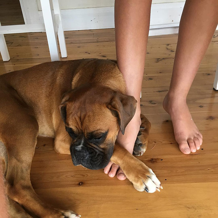 Boxer dog adorably resting its head on a person's foot on a wooden floor.