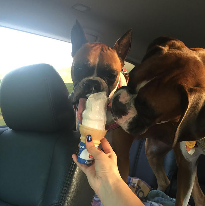 Two adorable boxers enjoy a shared ice cream cone in a car, showcasing their playful and goofy side.