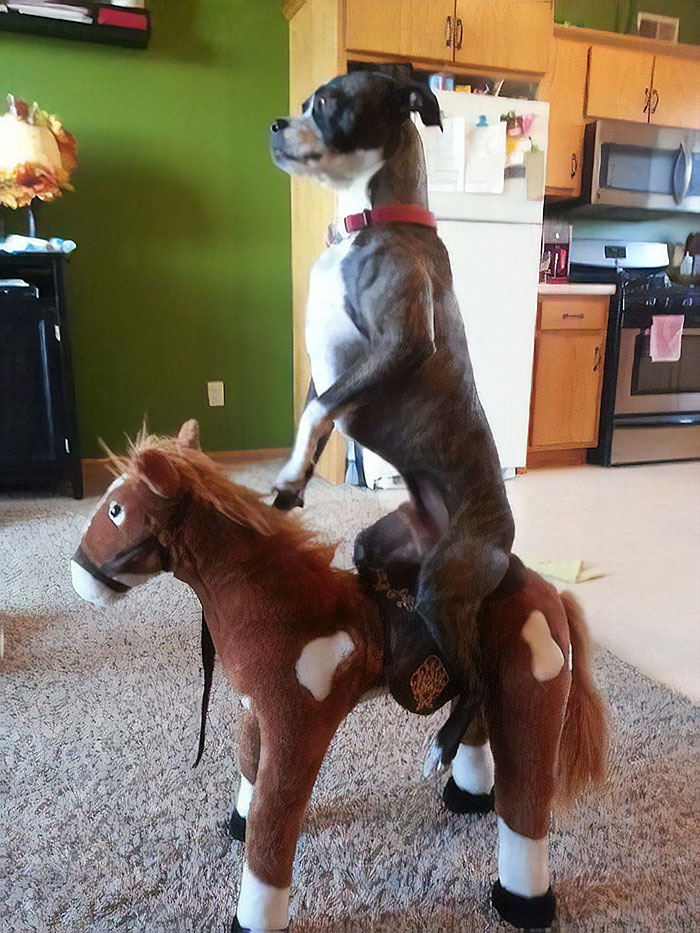 Boxer dog humorously sitting upright on a toy horse in a cozy home setting.