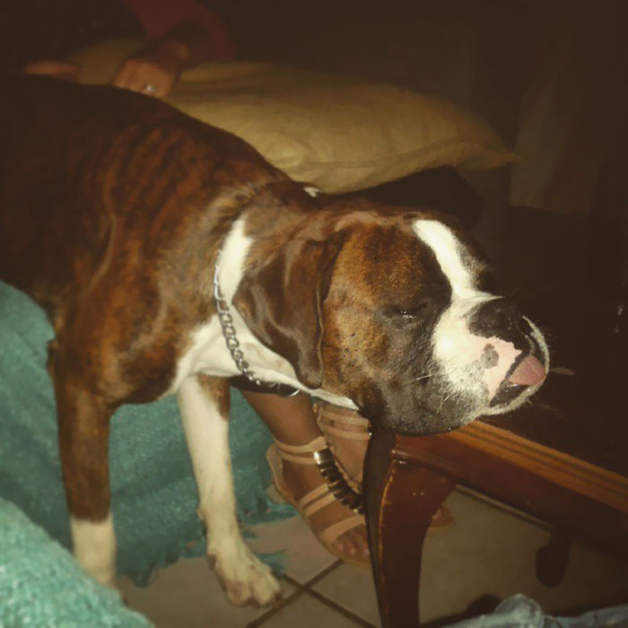 Boxer dog adorably resting its head on a table, showcasing its quirky and lovable nature.