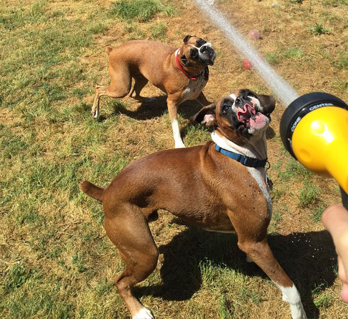 Two playful boxers enjoying water spray on a sunny day, showcasing their quirky and adorable nature.