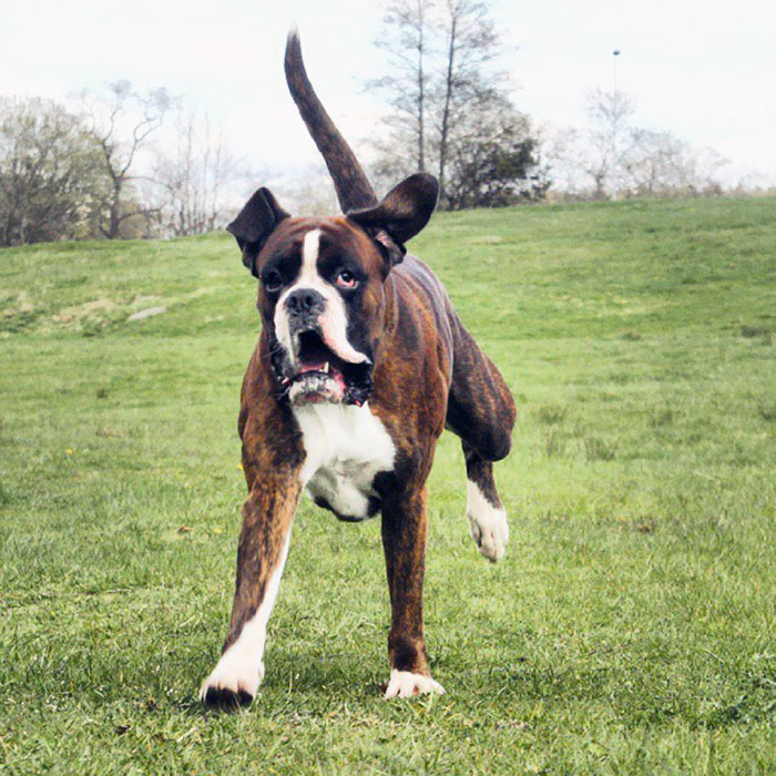 Boxer dog running joyfully on grass, embodying their weird yet adorable nature.