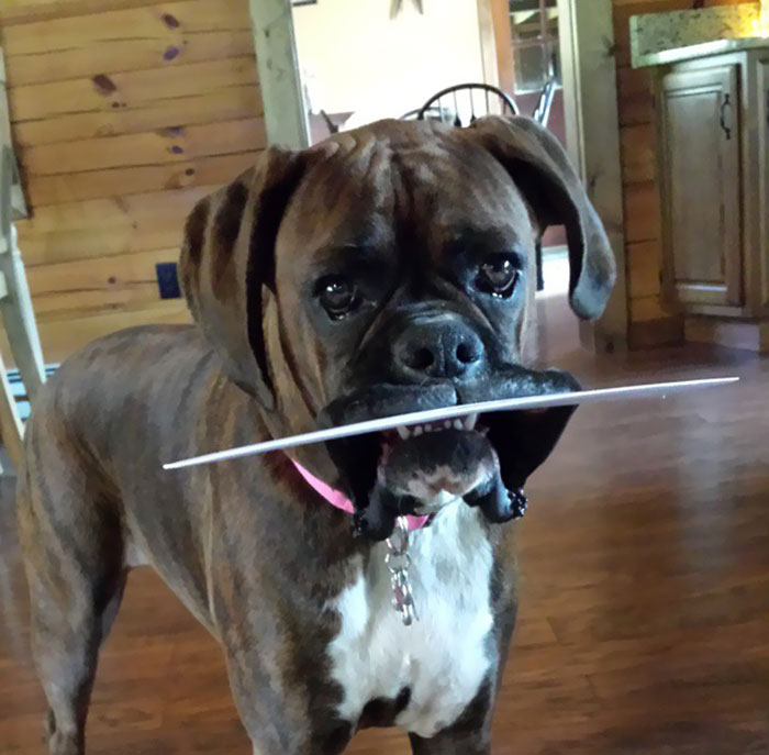 Boxer dog playfully holds a stick in its mouth, standing indoors.