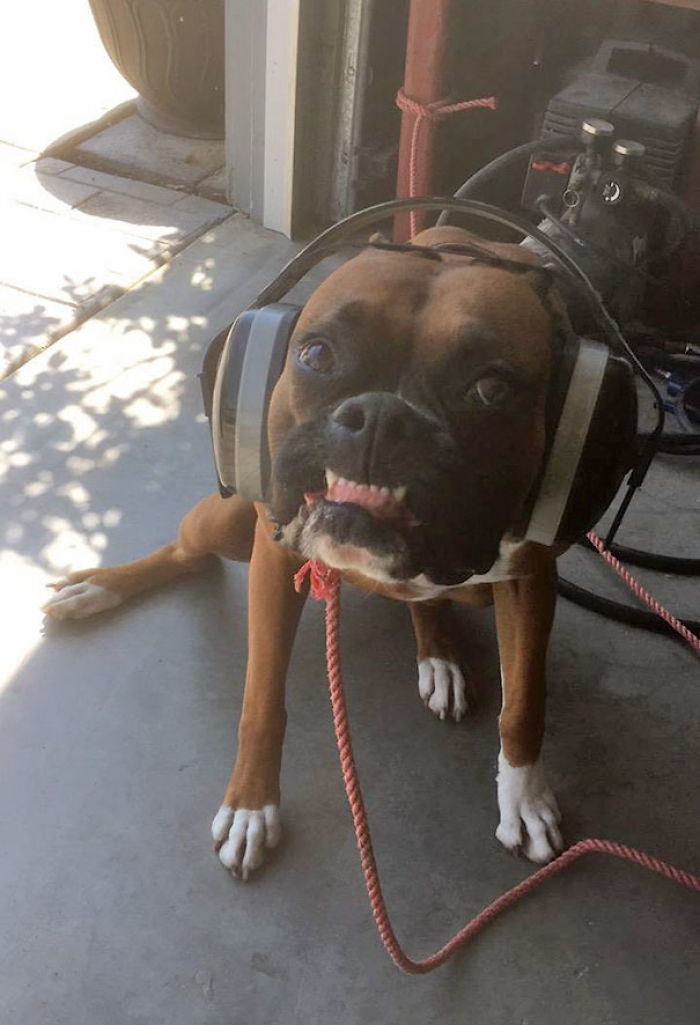 Boxer dog sitting on concrete floor, wearing oversized headphones, shows playful expression.