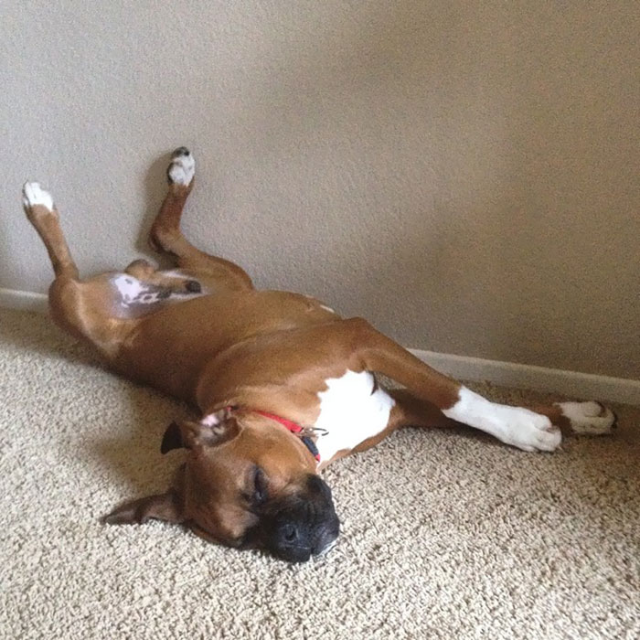 Boxer dog sleeping awkwardly on carpet, showcasing its adorable and quirky nature.