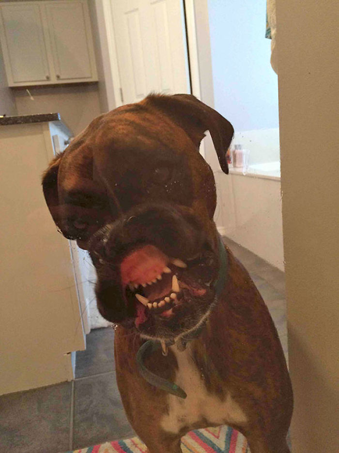 A goofy boxer dog making a funny face through glass, showcasing its adorable and quirky personality.