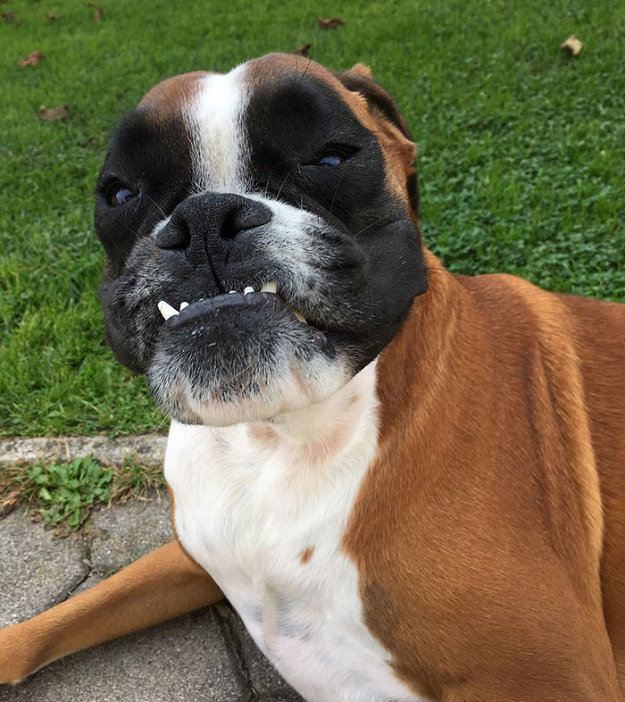 Funny boxer dog making a silly face while lying on grass, displaying its adorable and quirky expression.