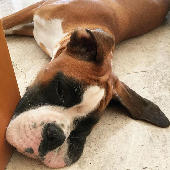 Boxer dog lying on the floor with its head resting, showcasing its adorable and quirky expression.