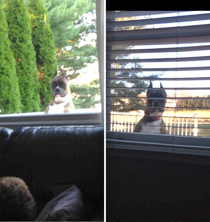 A curious boxer dog peeks through a window, showcasing its adorable and quirky personality.