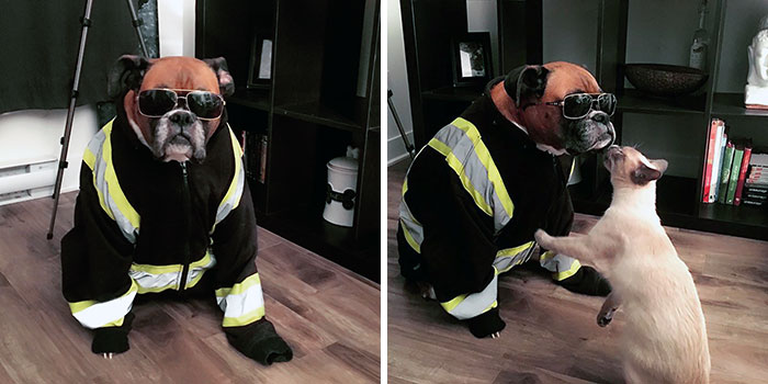 Boxer dog wearing sunglasses and a jacket, interacting with a curious cat, showcasing the adorable nature of boxers.