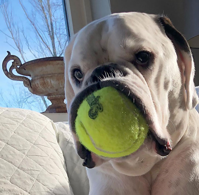 Boxer dog holding a tennis ball with a quirky expression, demonstrating their adorable and quirky nature.