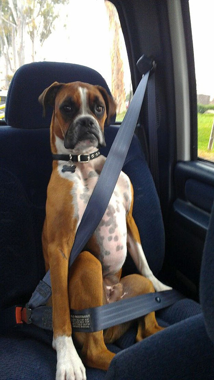 Boxer dog sitting in car seat with seatbelt, looking adorable and quirky.