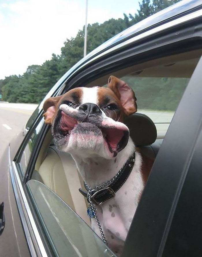 Boxer dog making a funny face out a car window, showcasing its quirky and adorable nature.