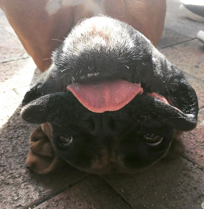 Cute Boxer dog lying upside down with tongue out, showcasing its funny and adorable personality.