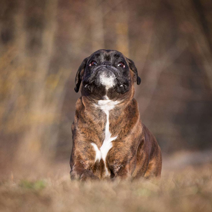 Boxer dog sitting outdoors, looking upward with an adorable expression.