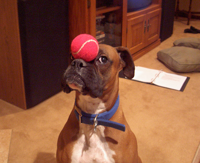 Boxer dog balancing a red ball on its nose, showcasing its quirky and adorable nature indoors.