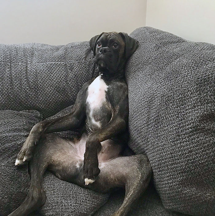 A quirky boxer dog sitting upright on a gray couch, showcasing its adorable and weird personality.
