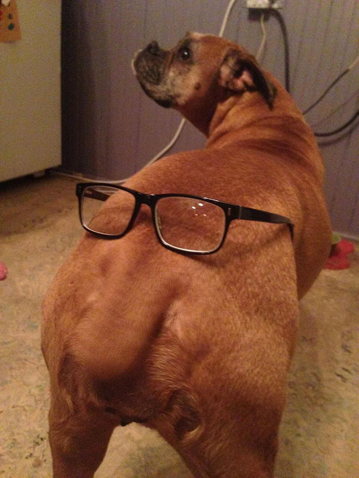 Boxer dog humorously wearing glasses on its back, showcasing its quirky and adorable nature.