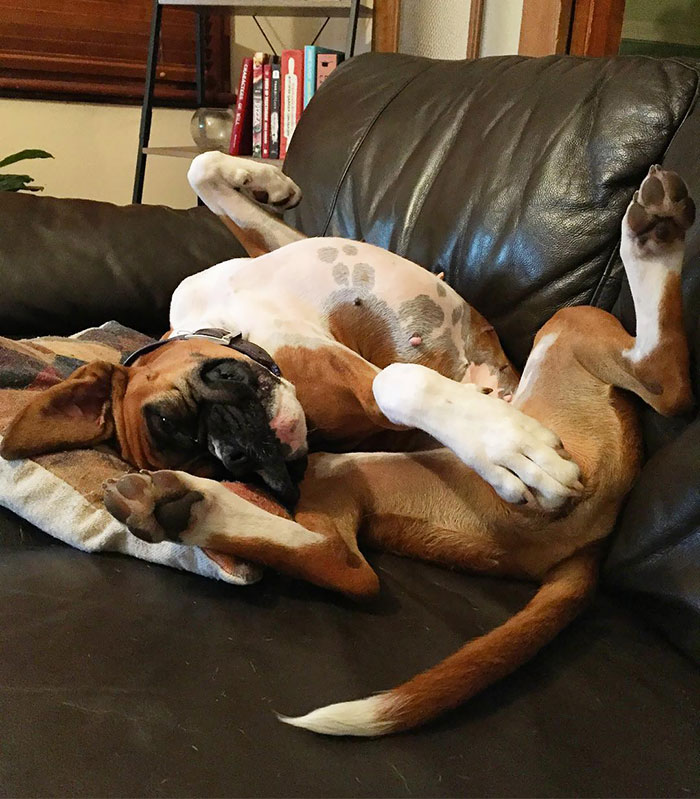 Boxer dog in funny twisted pose on a couch, highlighting their weird yet adorable nature.
