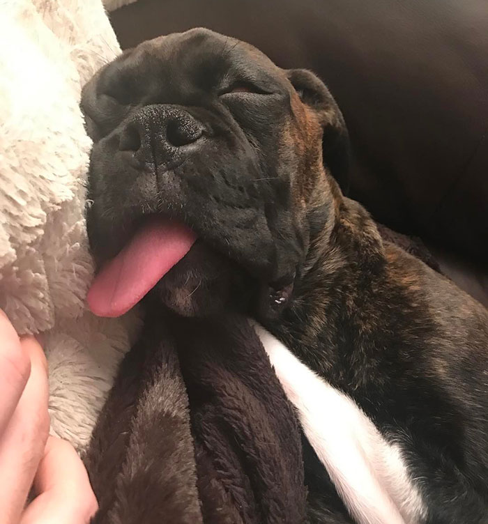 Boxer dog sleeping with tongue out, cuddled up on blankets, showcasing adorable and quirky behavior.