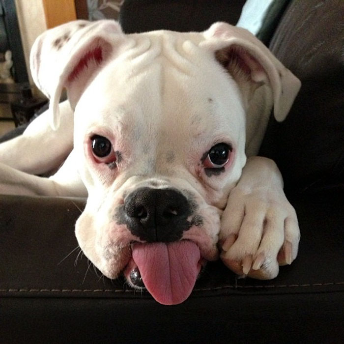 Adorable boxer dog lying on a couch with its tongue out, showcasing its hilarious expression.