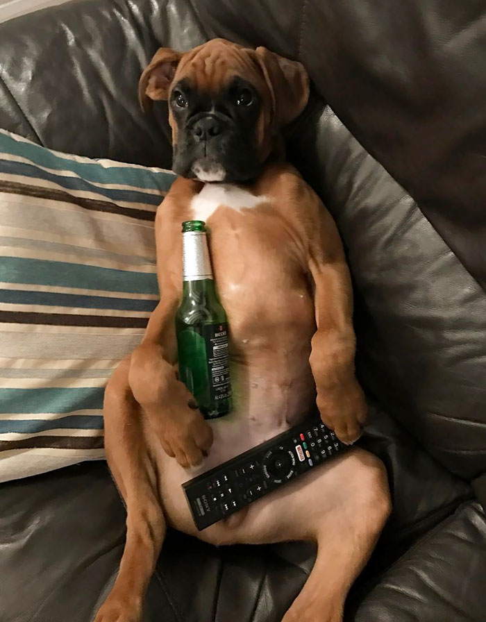 Boxer dog sitting humorously on a couch with a remote and bottle, showcasing their weird yet adorable nature.