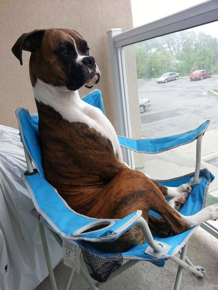 Boxer dog sitting upright in a blue chair by a window, looking relaxed and quirky.