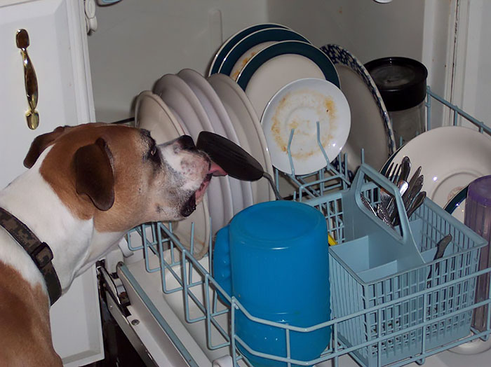 Boxer dog amusingly licking dishes in an open dishwasher.