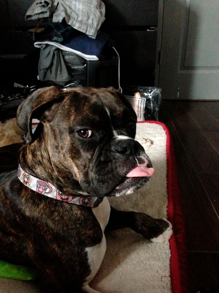 Brindle Boxer dog lying on a bed, playfully sticking out its tongue, showcasing their adorable and quirky nature.