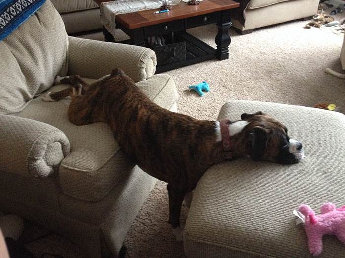 A Boxer dog awkwardly sleeps between an armchair and an ottoman, showcasing its quirky and adorable side.
