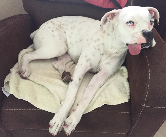 A quirky boxer dog lounging on a chair with tongue out, showing its adorable and weird personality.