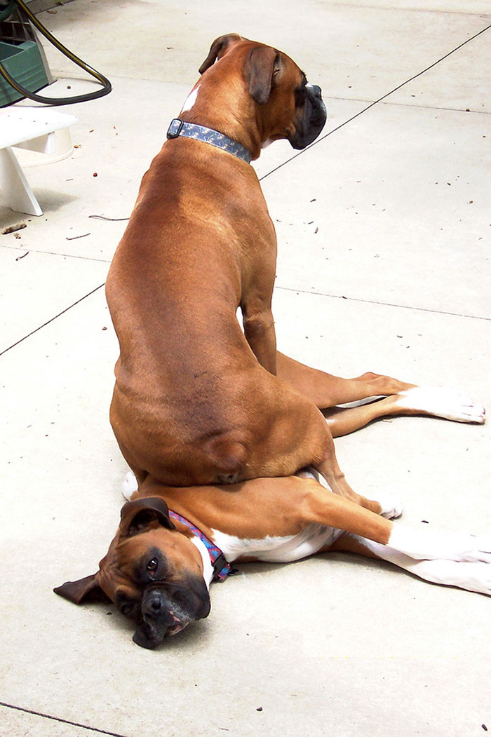 Two boxers in a funny pose; one sits on the other's back, showcasing their adorable and quirky nature.