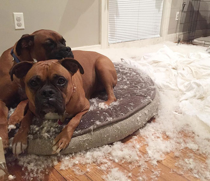 Two adorable boxers lying on a dog bed surrounded by torn pillow stuffing.