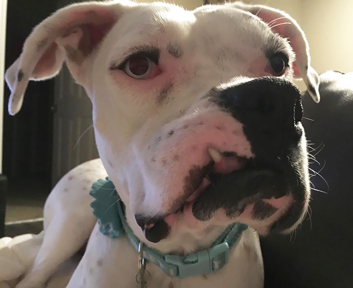 Close-up of a white Boxer dog with a funny expression, showcasing its quirky yet adorable nature.