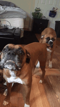 Two adorable Boxer dogs making funny faces indoors.