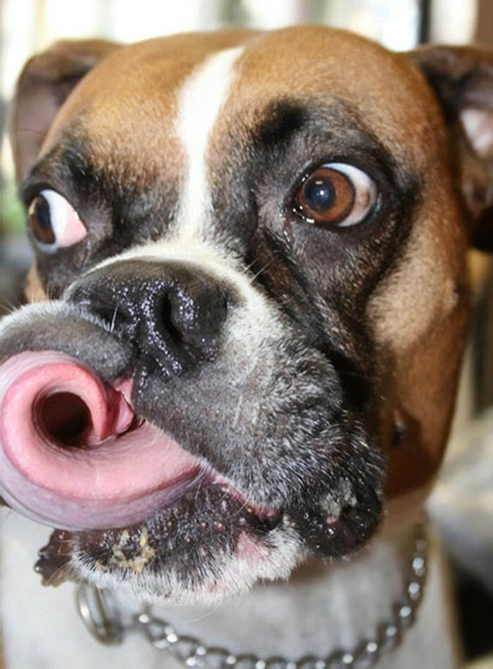 A goofy Boxer dog with a twisted tongue and wide eyes, showcasing its adorable and weird expressions.