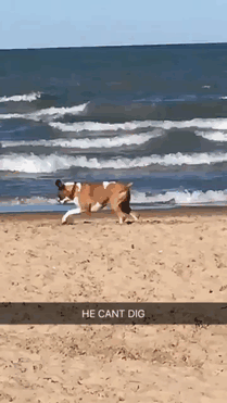 Boxer dog playfully attempts to dig on the sandy beach by the ocean waves.