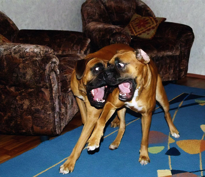Two playful boxers making funny faces in a living room, showcasing their adorable and quirky nature.