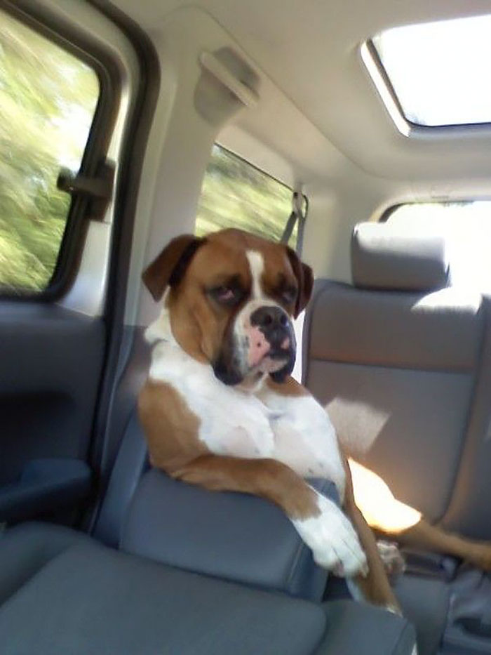 Boxer dog sitting hilariously in a car backseat, showcasing its adorable and quirky personality.